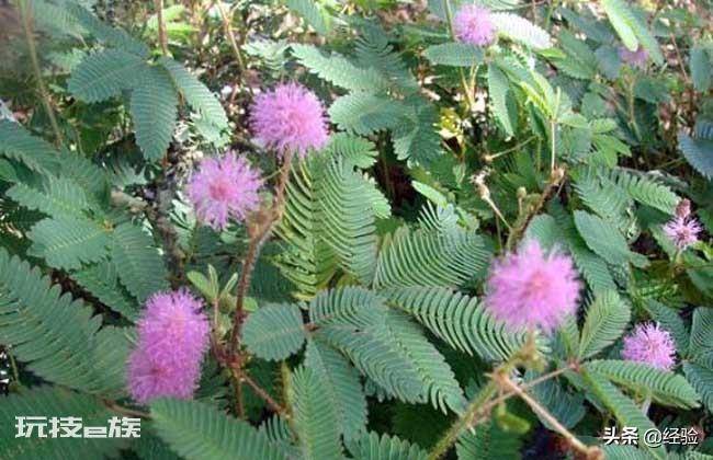 含羞草有哪些特点和用处(草本植物含羞草样子等特征)-图片4